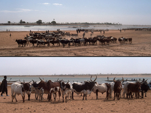 AFRIQUE - MALI : LA TRAVERSEE LEGENDAIRE DU FLEUVE NIGER